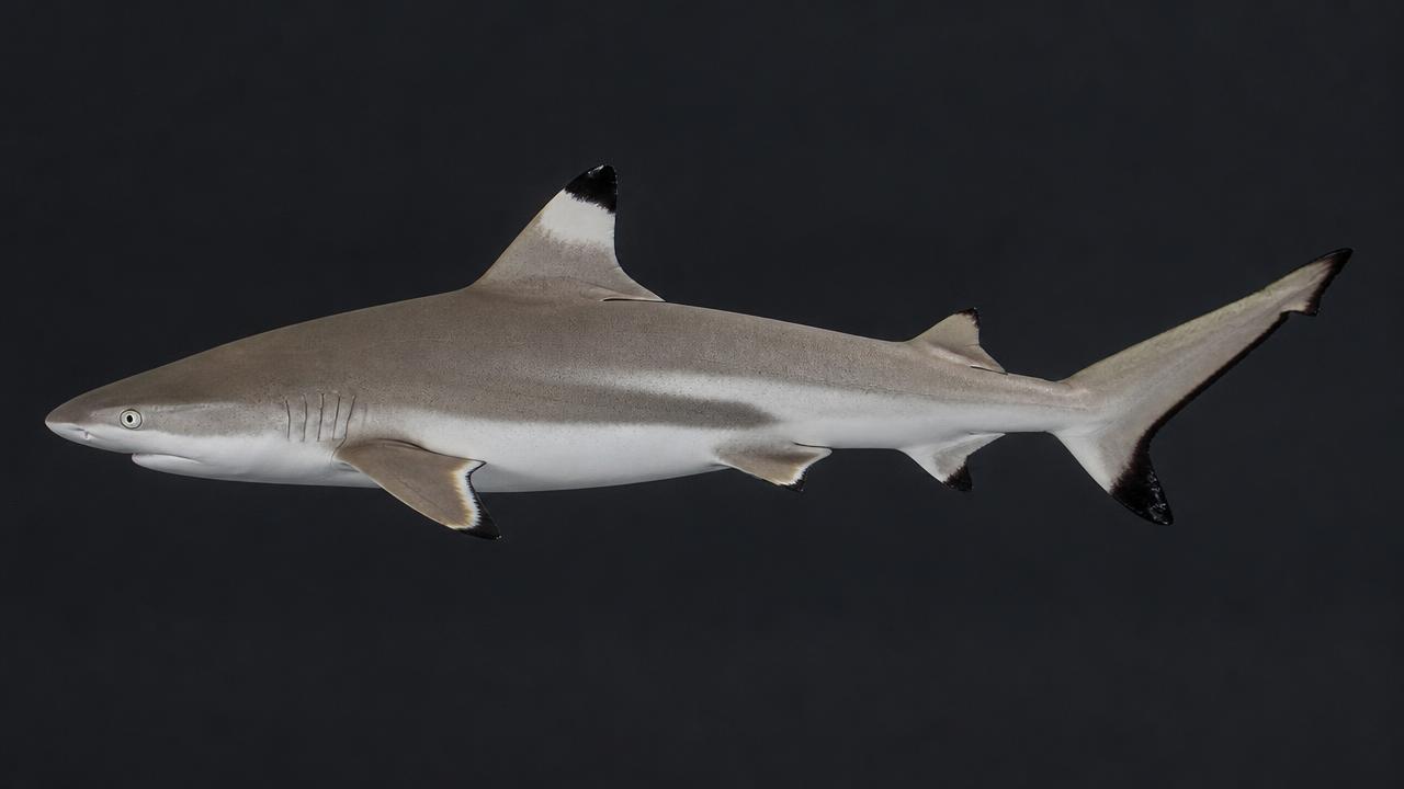 Blacktip Shark identification photo