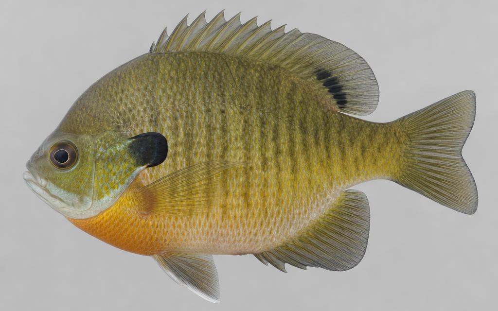 Bluegill & Shellcracker identification photo