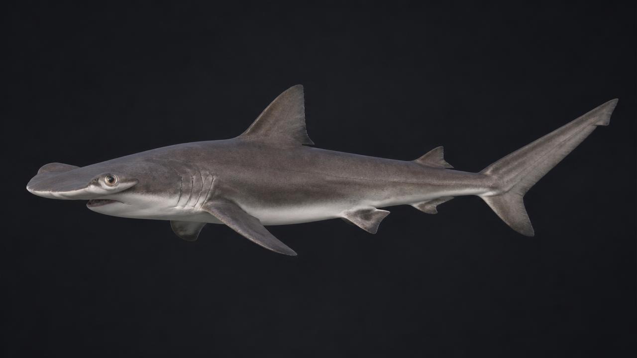 Bonnethead Shark identification photo