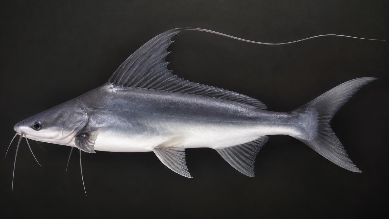 Gafftopsail Catfish identification photo