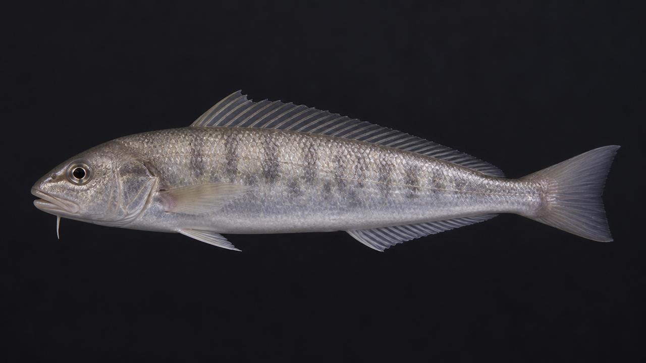 Whiting (Southern Kingfish) identification photo